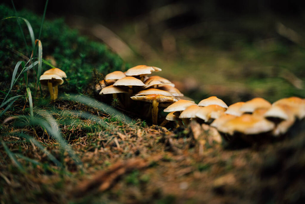 Beaucoup de petits champignons bruns dans la forêt - Photo, image