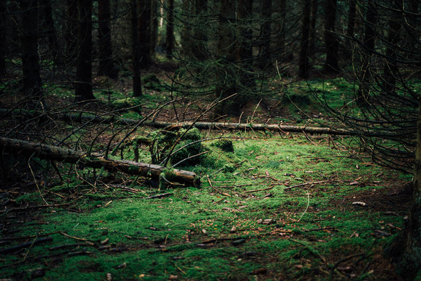 Fairytale coniferous forests harz mountains - Photo, Image