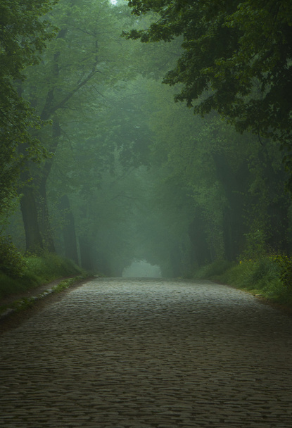Estrada velha nebulosa entre árvores verdes
 - Foto, Imagem