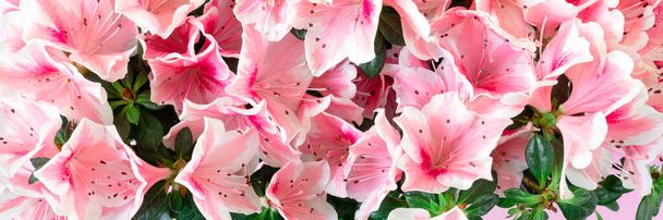 Zbliżenie różowy azalia kwiat lub Rododendron roślina z kwiat w pełny kopia przestrzeń. Sztandar - Zdjęcie, obraz