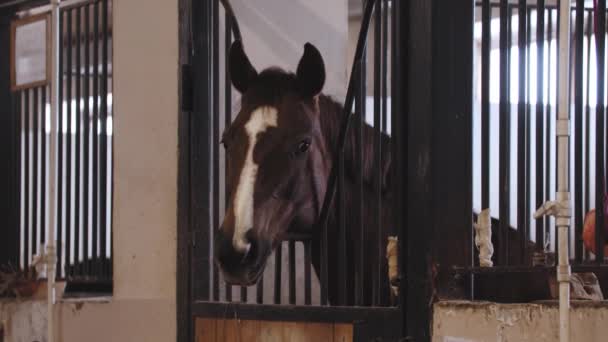 Braunes Pferd mit weißem Streifen auf der Schnauze steht im Stall - Filmmaterial, Video