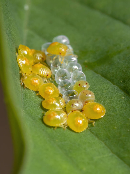 Ninfas de insetos fedorentos amarelos da família Pentatomidae - Foto, Imagem