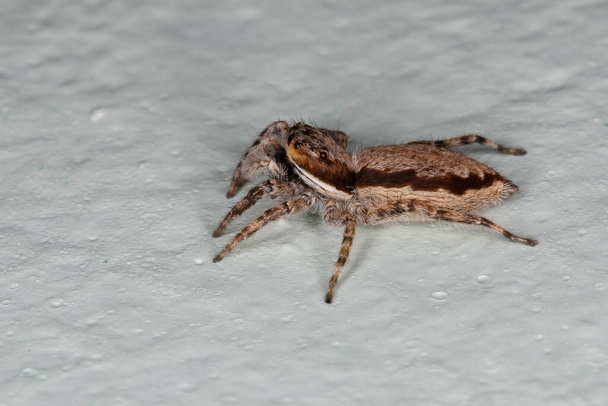 Mujer Adulto Gris Pared Saltando Araña de la especie Menemerus bivittatus - Foto, imagen