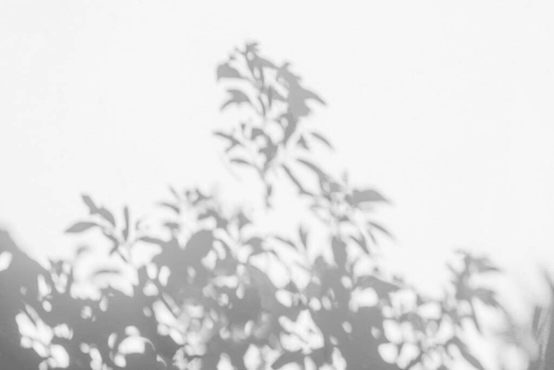 Leaves shadow blurred background. Natural leaves tree branch shadows and sunlight white wall texture for background wallpaper and any design - Fotoğraf, Görsel