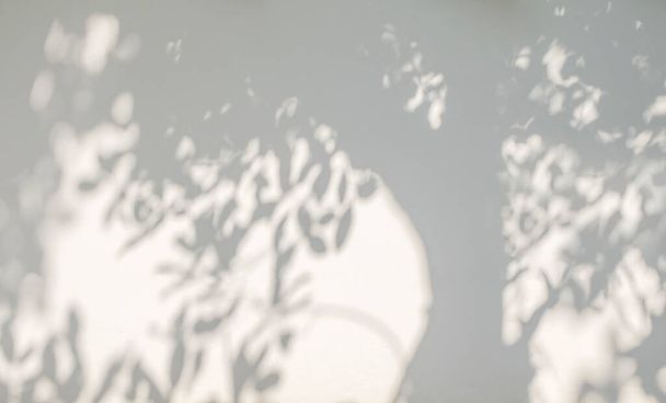Sombra de árvore e fundo claro com folhas naturais no ramo e árvore padrão de tronco na textura da parede de concreto branco com bokeh luz, preto e branco, monocromático, padrão de sombras da natureza no wal - Foto, Imagem