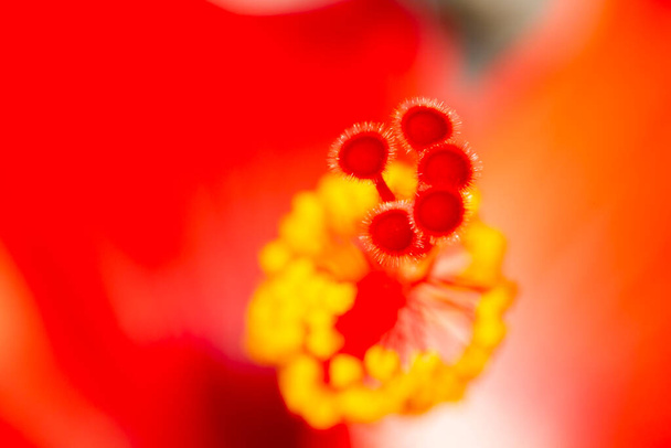 Rode hibiscus (Hibiscus rosa-sinensis) macrofotografie. - Foto, afbeelding