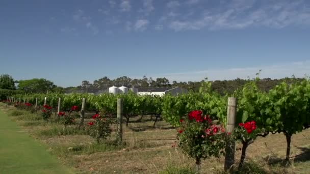 Jardin viticole à Margaret River
 - Séquence, vidéo