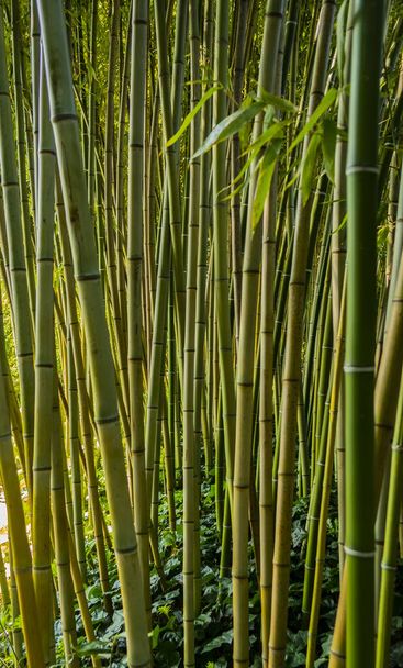 bamboe stengels met groene bladeren - Foto, afbeelding