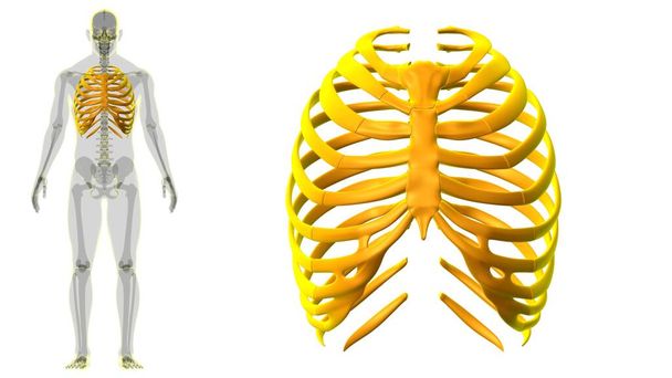Menselijke skelet anatomie Rib Cage 3D Rendering voor medisch concept - Foto, afbeelding