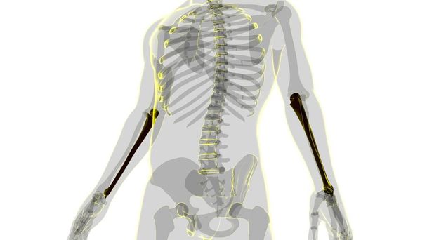 Ludzki szkielet anatomia Ulna Bone 3D Rendering dla koncepcji medycznej - Zdjęcie, obraz