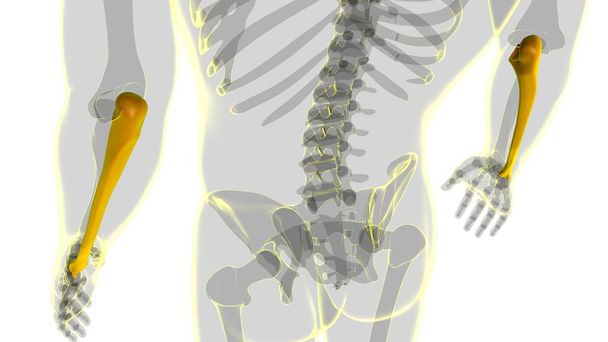 Ludzki szkielet anatomia Ulna Bone 3D Rendering dla koncepcji medycznej - Zdjęcie, obraz