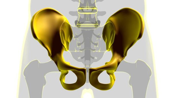 Ανθρώπινος σκελετός Hip ή πυελικό οστούν Ανατομία για ιατρική έννοια 3D Εικονογράφηση - Φωτογραφία, εικόνα