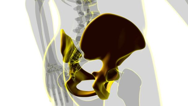 Human Skeleton Hip or Pelvic bone Anatomy For Medical Concept 3D Illustration - Photo, Image
