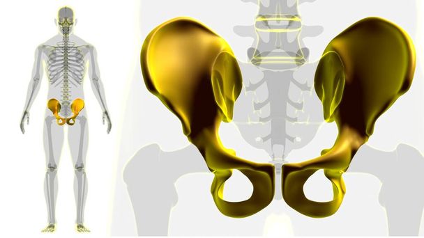 Гип или анатомия тазовых костей человека для медицинской концепции 3D-иллюстрации - Фото, изображение
