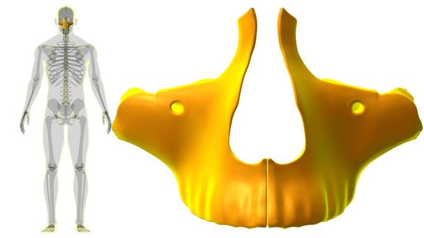 人体骨格頭蓋骨｜医学的概念のための顎骨解剖学3Dイラスト - 写真・画像