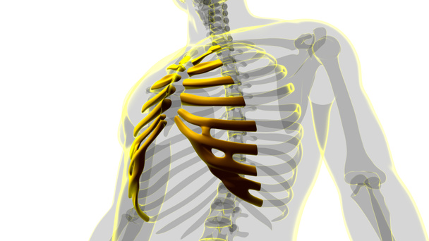 Ludzki szkielet anatomia Costal chrząstki 3D Rendering dla koncepcji medycznej - Zdjęcie, obraz