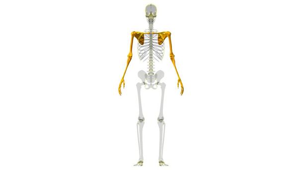 Esqueleto humano extremidades superiores Anatomía Ilustración 3D - Foto, imagen
