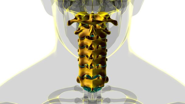 Ανθρώπινος σκελετός Εγκεφαλική στήλη αυχενική ανατομική τρισδιάστατη απεικόνιση - Φωτογραφία, εικόνα