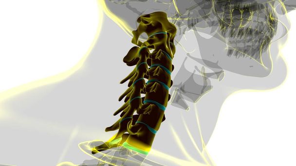 Human Skeleton Vertebral Column Cervical Vertebrae Anatomy 3D Illustration - Photo, Image