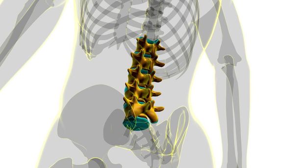 ヒューマンスケルトン縦列腰椎解剖学3Dイラスト - 写真・画像