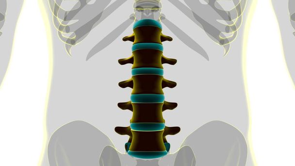 Ihmisen luuranko selkäranka Lannerangan Nikamien anatomia 3D-kuvitus - Valokuva, kuva
