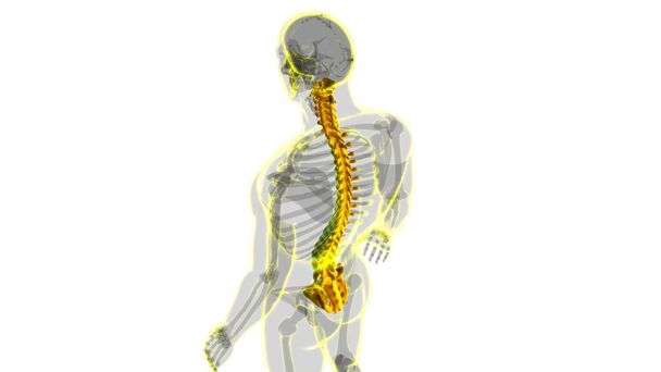 Ludzki szkielet Kręgosłup Kręgi Anatomia 3D Ilustracja - Zdjęcie, obraz