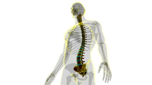 Human Skeleton Vertebral Column Vertebrae Anatomy 3D Illustration - Photo, Image