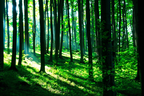 Ηλιοφάνεια στο πράσινο δάσος - Φωτογραφία, εικόνα