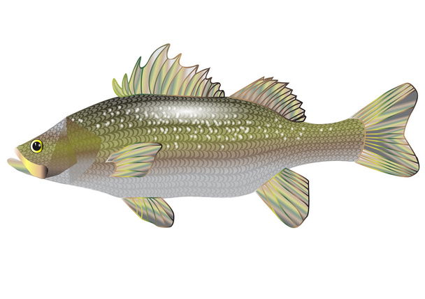 sea bass - Vector, Image