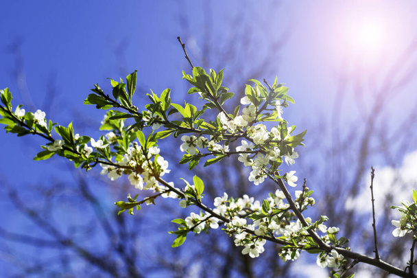 a cherry plum branch blooming with white flowers in the garden in spring against the background of the sunny sky. High quality photo - Valokuva, kuva
