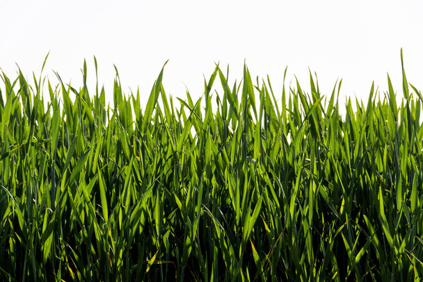 A close-up shot of green grass - Foto, Imagen