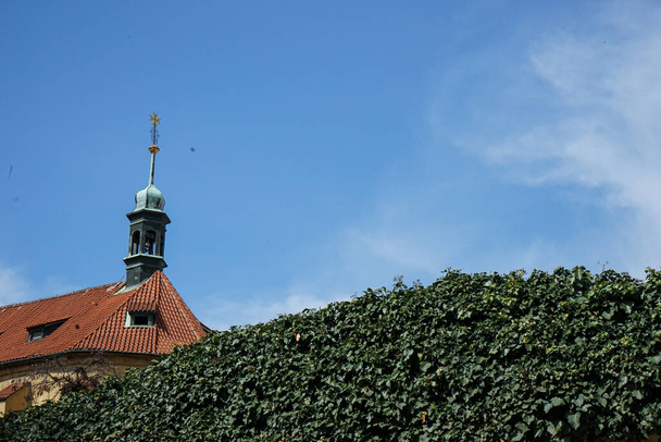 A low angle shot of ivy foliage on a wall near a church,  Praha, Prague Czechia - 写真・画像