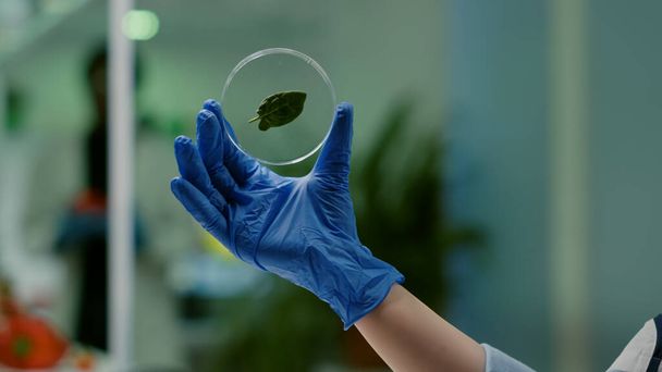 Primo piano dello scienziato biologo che tiene in mano la capsula di Petri con foglia verde - Foto, immagini