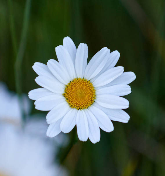 A white and yellow daisy flower in nature - Photo, image