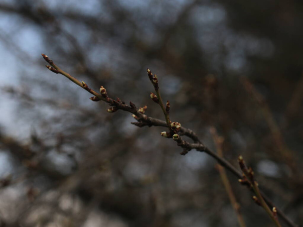 A close up of a tree branch - Foto, Imagem