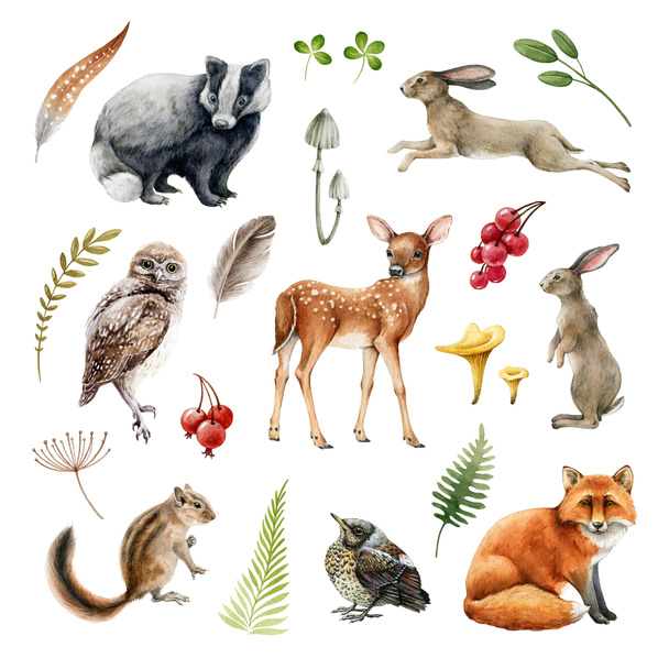 森の野生動物セット。水彩イラスト。フォックス、バッガー、ウサギ、鹿、チプムンク、ウサギ、フクロウ、鳥、羽や自然要素のコレクション。手描きのリアルな森のセット。白地に - 写真・画像