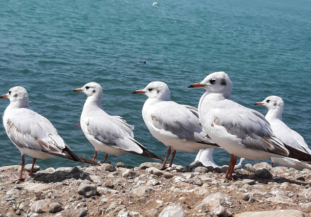 A group of seagulls perched on a rocky surface near the sea - Photo, image