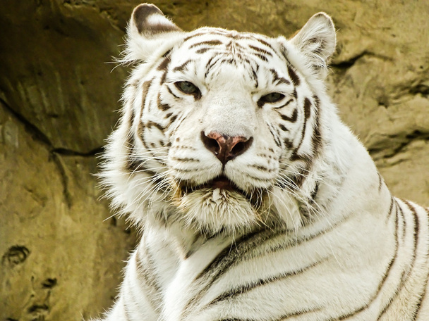 White tiger in Moscow zoo - Foto, Bild
