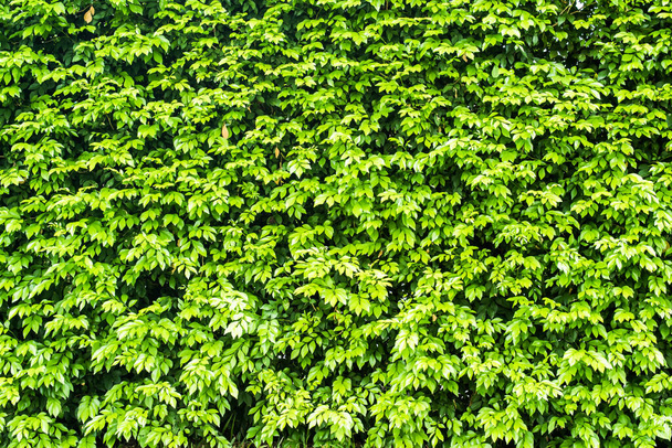 Крупный план зеленых листьев фона. - Фото, изображение