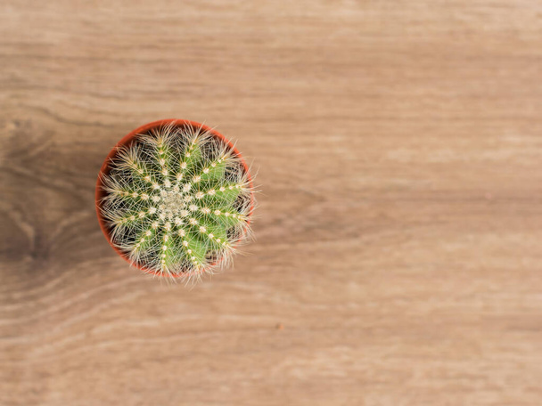 kaktusz a fa tetejére néző - Fotó, kép
