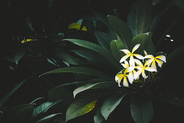Plumeria with leaves in tree vintage tone,cinematic color - Photo, Image
