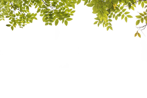 Beyaz arkaplanda yeşil ağaç yaprakları izole  - Fotoğraf, Görsel