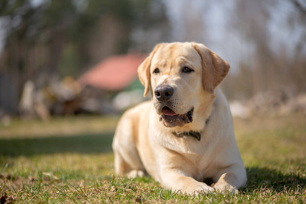 Aktiivinen, hymy ja onnellinen puhdasrotuinen labradorinnoutaja koira ulkona ruohopuistossa aurinkoisena kesäpäivänä. - Valokuva, kuva