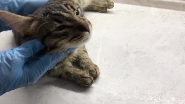 кошка в ветеринарной клинике, на полном осмотре, крупным планом, руки в резиновых перчатках. - Кадры, видео