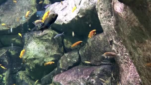 Molti pesci diversi nuotano sott'acqua sullo sfondo di pietre. - Filmati, video