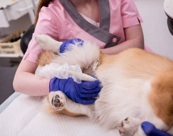 Veterinarian team examines the Corgi dog using ultrasound - Foto, Imagem