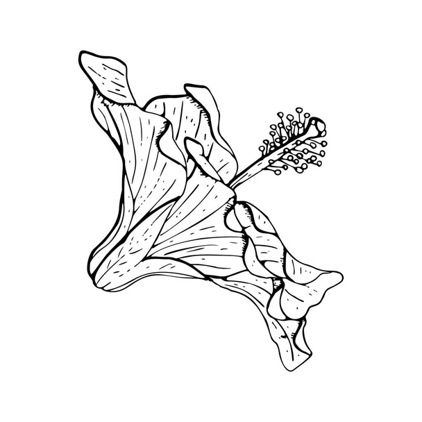 白地に黒の輪郭が孤立したラインアートハイビスカスの花. - ベクター画像