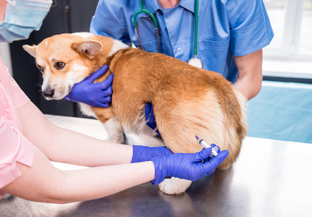 Veterinarian team giving the vaccine to the Corgi dog - Foto, Bild