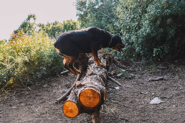 森の中で丸太をジャンプする純血種のロットワイラー犬 - 写真・画像