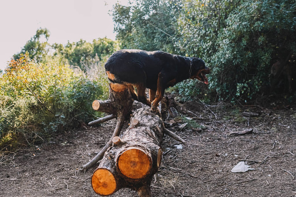 森の中で丸太をジャンプする純血種のロットワイラー犬 - 写真・画像
